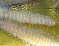 Spiral potatoes in deepfryer